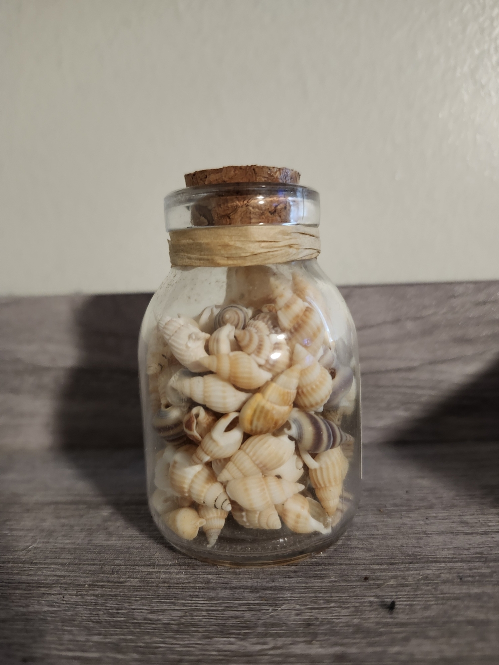 Coastal Shell Jar Accent in Natural Cream